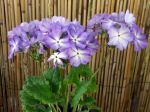 Primevère de Siebold, Sakurasoo, Primula sieboldii Primevère de Siebold, Sakurasoo, Primula sieboldii