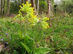 Primev�re officinale, Coucou, Primula veris