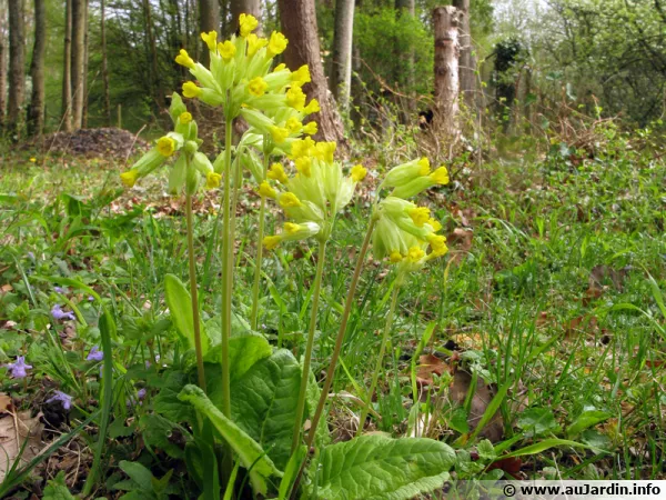 Primevre officinale, Coucou, Primula veris