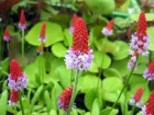 Primevre des marais, Primevre de Vial, Primula vialii