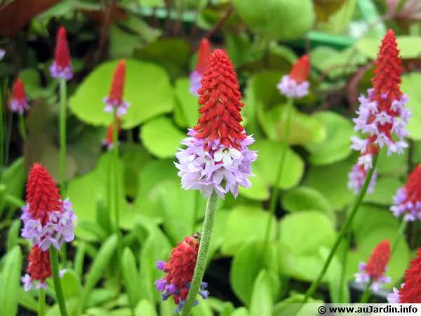 Primevère des marais, Primevère de Vial, Primula vialii