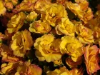 Primevre  fleurs doubles, Primula vulgaris BELARINA