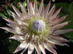 Protée royale, Protea cynaroides 'Pink King'