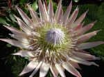 Prot�e royale, Protea cynaroides 'Pink King'