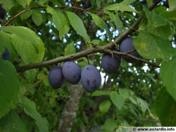 Prunes prête à être récoltées