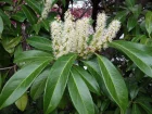 Laurier cerise, laurier palme, Prunus laurocerasus