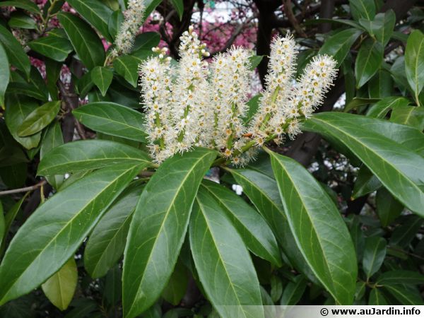 Laurier Cerise Laurier Palme Prunus Laurocerasus Planter Cultiver Laurier Cerise Laurier Palme Prunus Laurocerasus Planter Cultiver