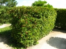 Laurier du Portugal, Prunus lusitanica