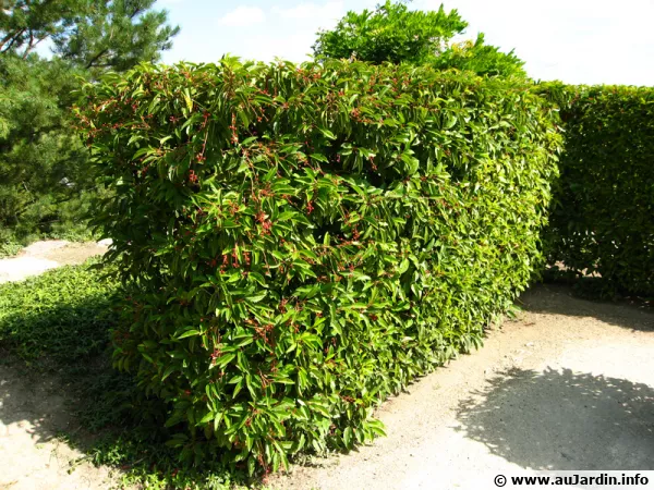 Laurier du Portugal, Prunus lusitanica