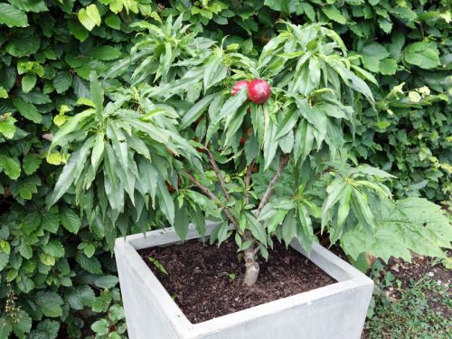 Comment planter un arbre fruitier nain ?