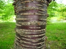 L'corce des arbres