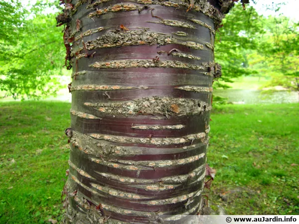 Écorce du Prunus serrula 'Tibetica'