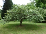 Cerisier du japon, Prunus serrulata 'Taihaku'