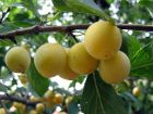 Prunier domestique, Prunus domestica