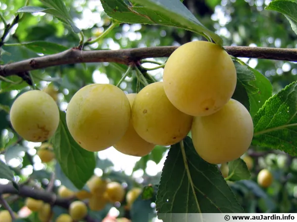 Des prunes Mirabelles
