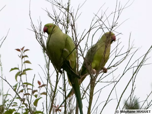 Des perruches  collier (Psittacula krameri) en rgion parisienne