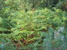 Fougre-aigle, Grande fougre, Pteris aquilina