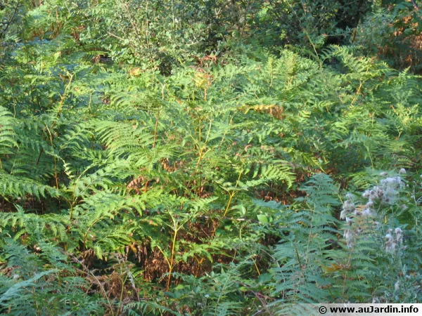 Fougère-aigle, Grande fougère, Pteris aquilina