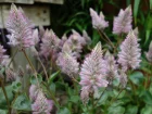 Ptilotus exaltatus