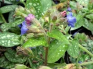 Pulmonaire � longues feuilles, Pulmonaire � feuilles �troites, Pulmonaria longifolia