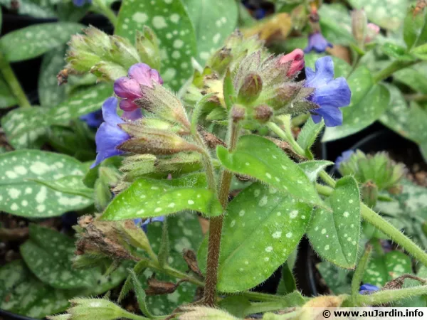 Pulmonaire  longues feuilles, Pulmonaria longifolia 'Milky Way'