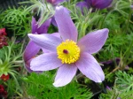 An�mone pulsatille, Pulsatille commune, Coquerelle, Pulsatilla vulgaris