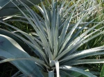 Chagual, Plante mange mouton, Puya harmsii
