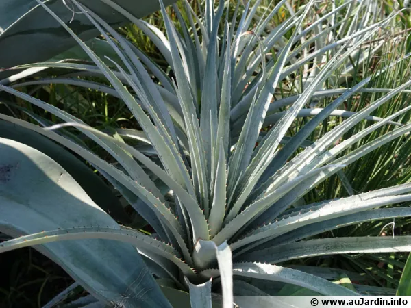 Chagual, Plante mange mouton, Puya harmsii