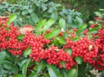 Pyracantha aux fruits rouges