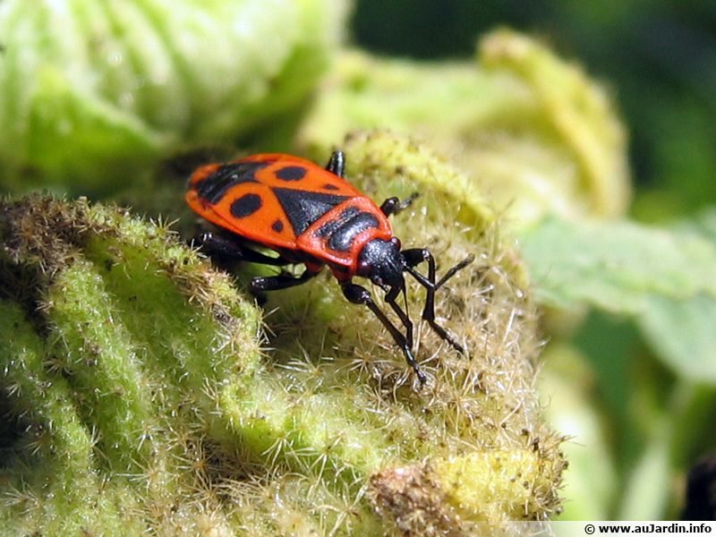 Les hémiptères pucerons, aleurodes, cochenilles et cigales