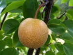 Nashi, Poire asiatique, Pomme-poire, Pyrus pyrifolia