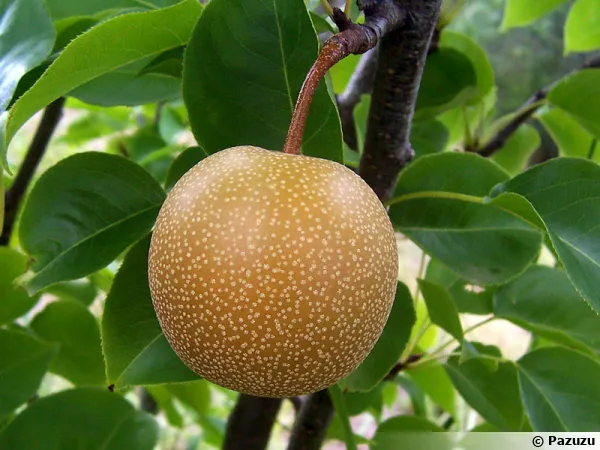 Nashi, Poire asiatique, Pomme-poire, Pyrus pyrifolia