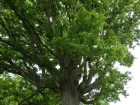 Chne sessile, Chne rouvre, Chne  trochets, Quercus petraea