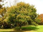 Chêne pédonculé, Quercus robur