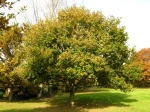 Ch�ne p�doncul�, quercus robur