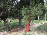 Chêne liège, Quercus suber après la récolte Chêne liège, Quercus suber après la récolte