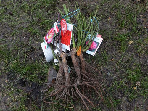 Planter à racines nues : quand, pourquoi, comment ?