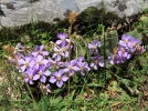 Ramonde des Pyrnes, Ramonda myconi