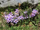Ramonde des Pyrnes, Ramonda myconi