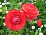 Renoncule des jardins, Renoncule des fleuristes, Renoncule d'Asie, Ranunculus asiaticus