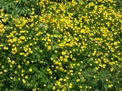 Bouton d�or, Renoncule rampante, Ranunculus repens