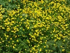 Bouton dor, Renoncule rampante, Ranunculus repens