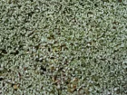 Carpette argente, Mouton vgtal, Raoulia australis