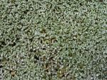Carpette argentée, Mouton végétal, Raoulia australis
