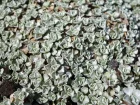 Carpette argente, Mouton vgtal, Raoulia hookeri