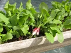 Radis rose, Raphanus sativus