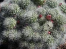 Rebutia albiflora