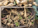 Conserver ses fruits et lgumes tout l'hiver