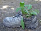 Recyclage d'une chaussure comme potée Recyclage d'une chaussure comme potée
