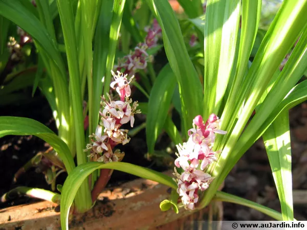 Muguet de Chine, Muguet japonais, Reineckea carnea